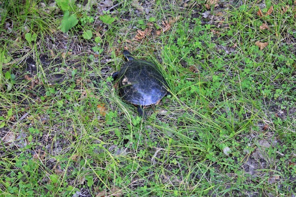 a turtle at lake itasca state park minnesota 