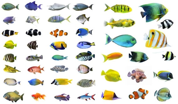 a variety of fish highdefinition picture 2