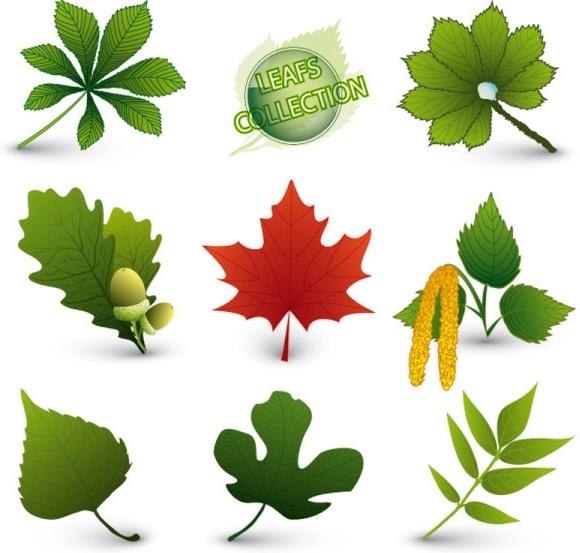 a variety of leaf forms 05 vector