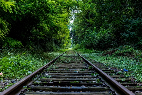 abandoned forest line rail railway rural track train