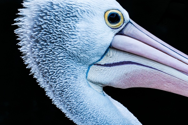 abstract animal beak bill bird closeup color colour
