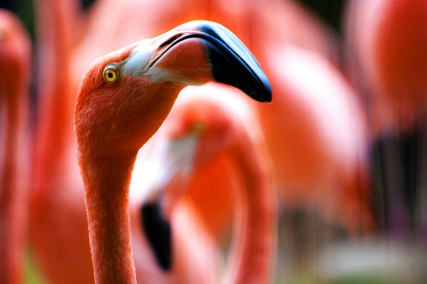 abstract animal bird blur close closeup color
