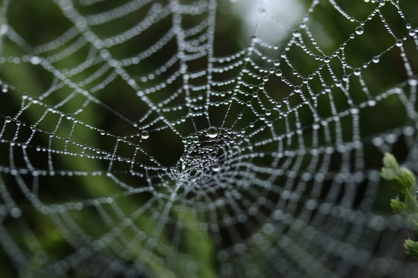 abstract arachnid cobweb connection delicate dew