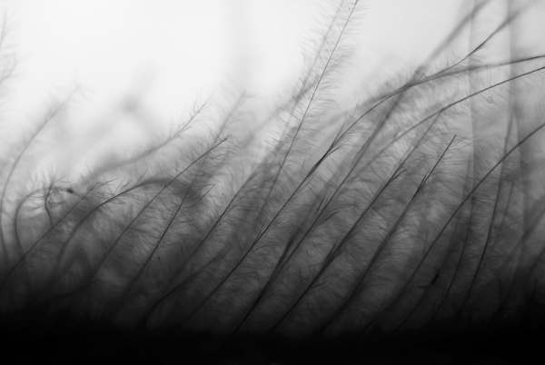 abstract autumn background black and white blur 