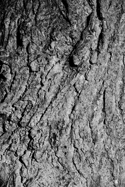 abstract background bark