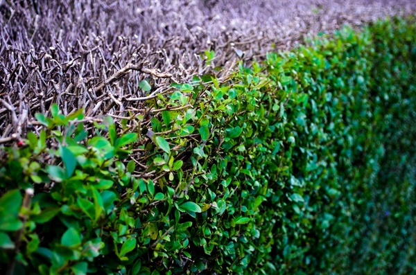 abstract background bush