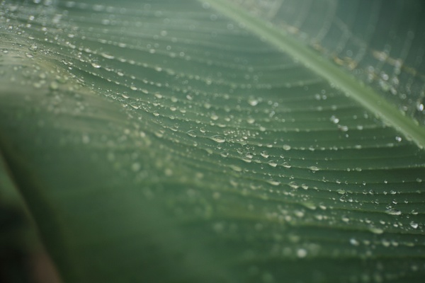 abstract blade blur cold dew dof drop droplet leaf