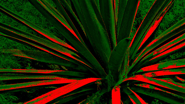 abstract cactus 