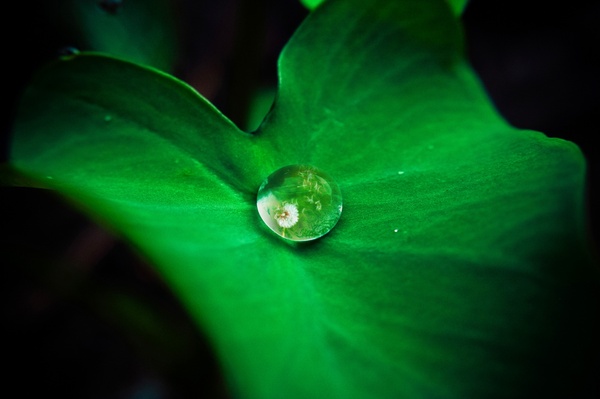 abstract closeup color dew drop droplet flora