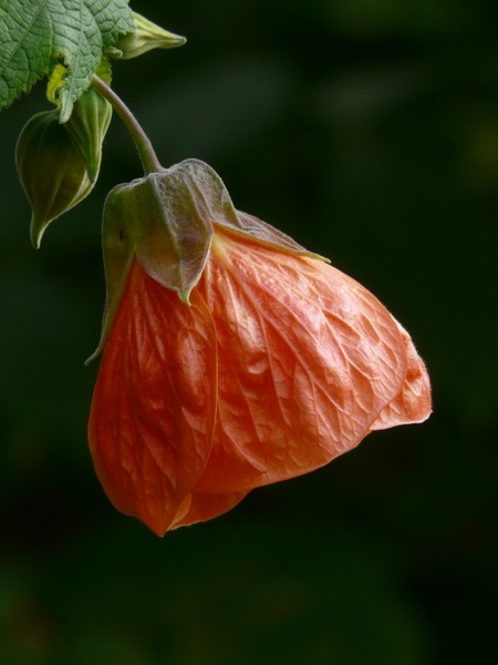 abutilon flower orange