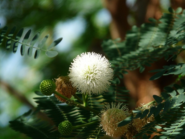 acacia flowers flower white 