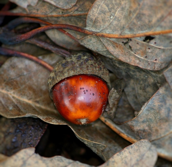 acorn nut oak