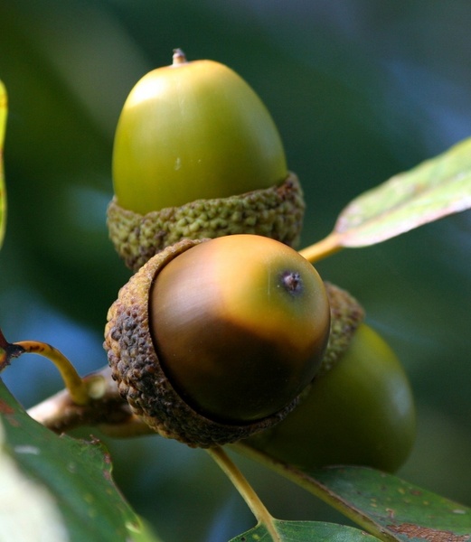 acorns oak nut seeds