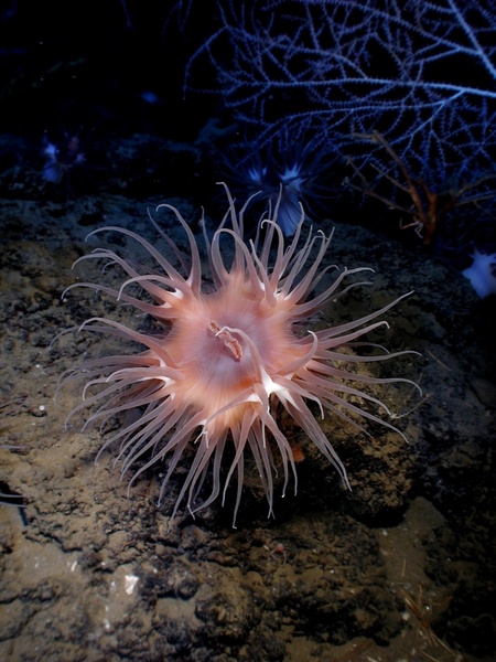 actinostola sea anemone actinostola chilensis