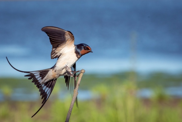 action animal avian beak bird bird of prey branch 