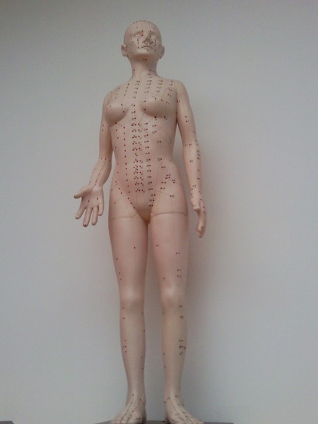 acupuncture puppet model