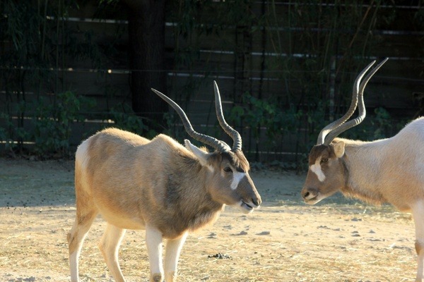 addax 