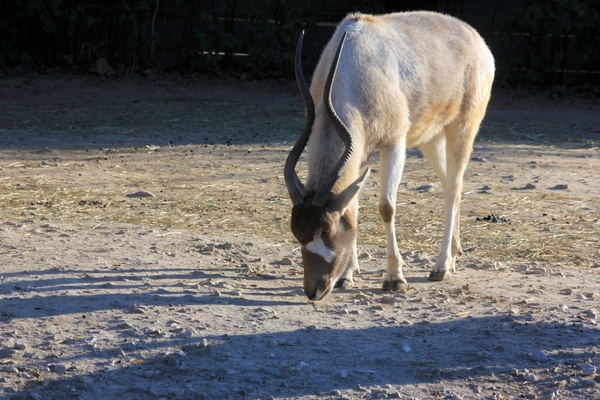 addax 