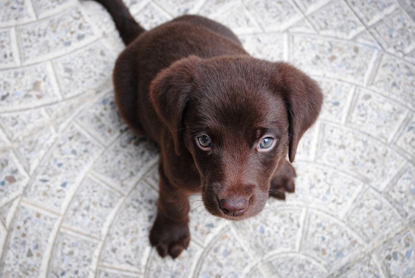 adorable animal breed canine cute dog doggy