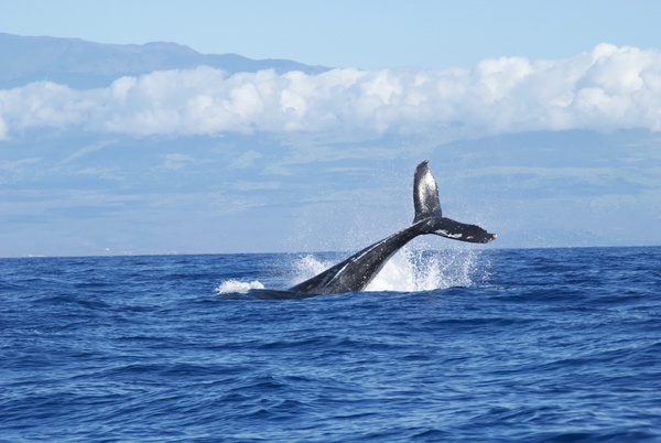 adventure cetacean dolphin fin freedom horizontal