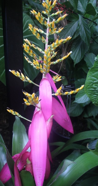 aechmea 