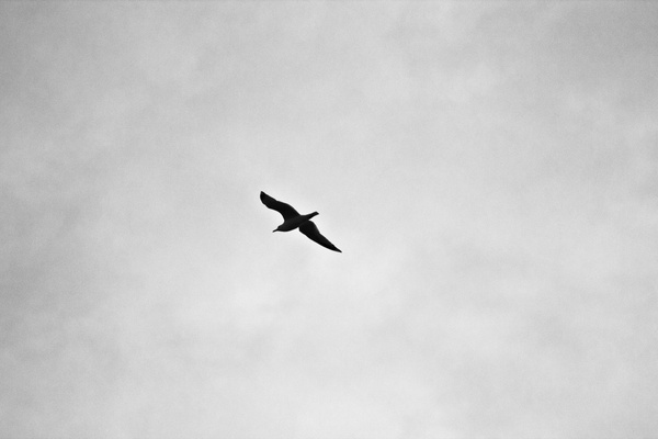 aeroplane air aircraft airplane animal bird black and
