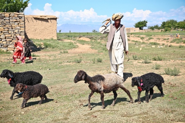 afghanistan man sheep