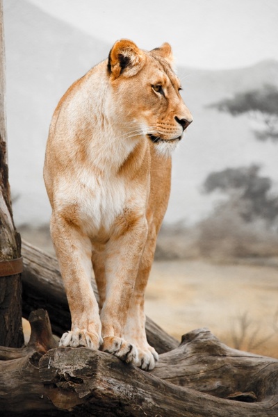 Animal cute daytime feline lion lioness looking Photos in .jpg format free  and easy download unlimit id:604342