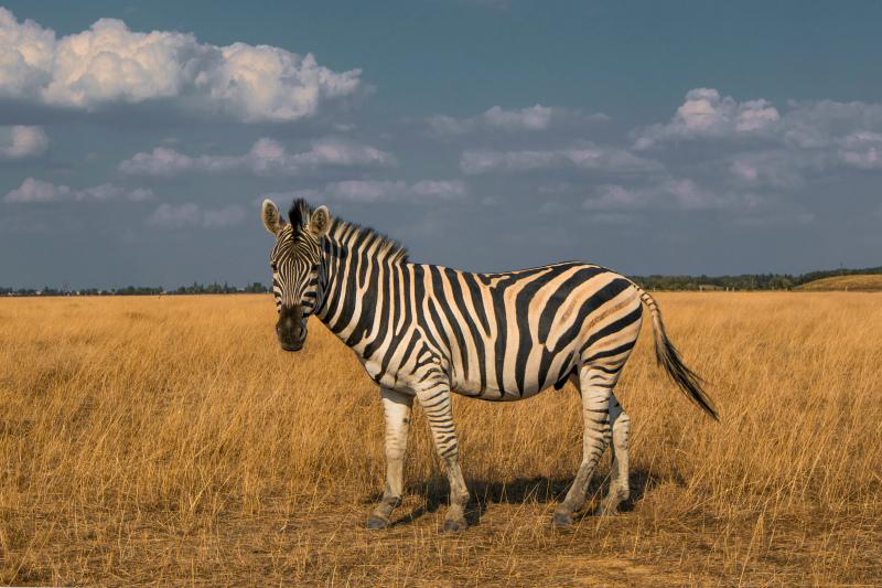 africa wild scene picture zebra meadow classic 