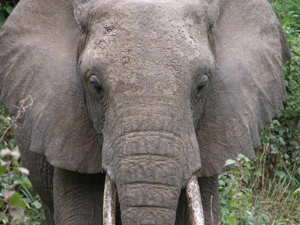 african elephant big bull elephant huge ivory large
