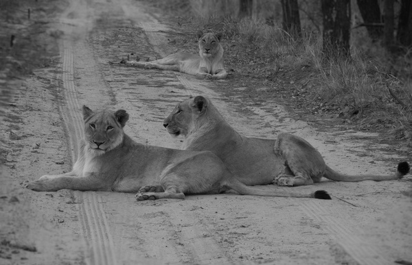 african lions 