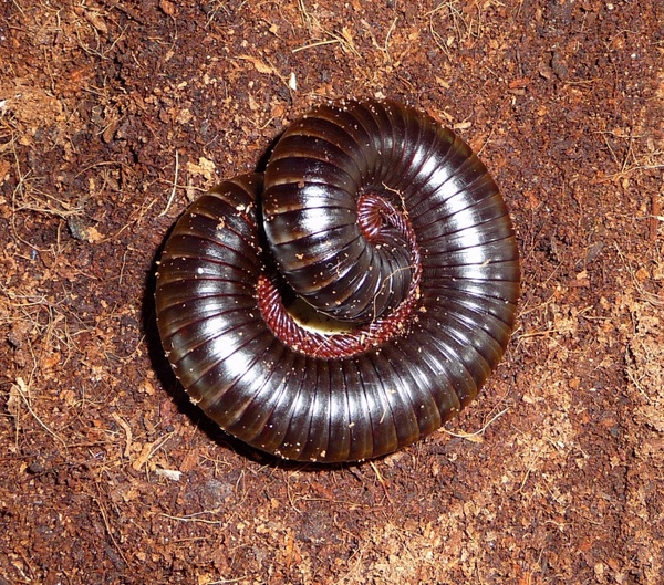 african millipede segments ground