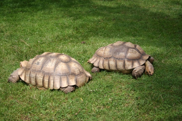 african spurred tortoise turtle giant tortoise
