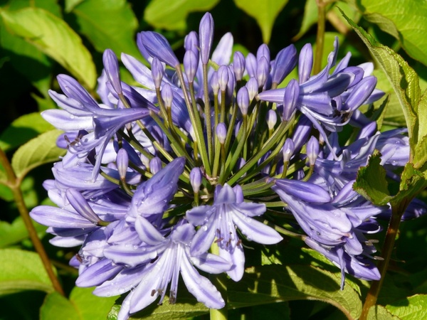 agapanthus flower blue