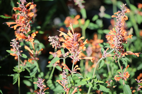 agastache kudos mandarine