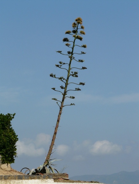 agave plant flower
