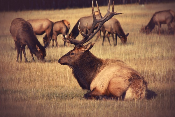 aggression antelope antlers buck bull calf deer elk