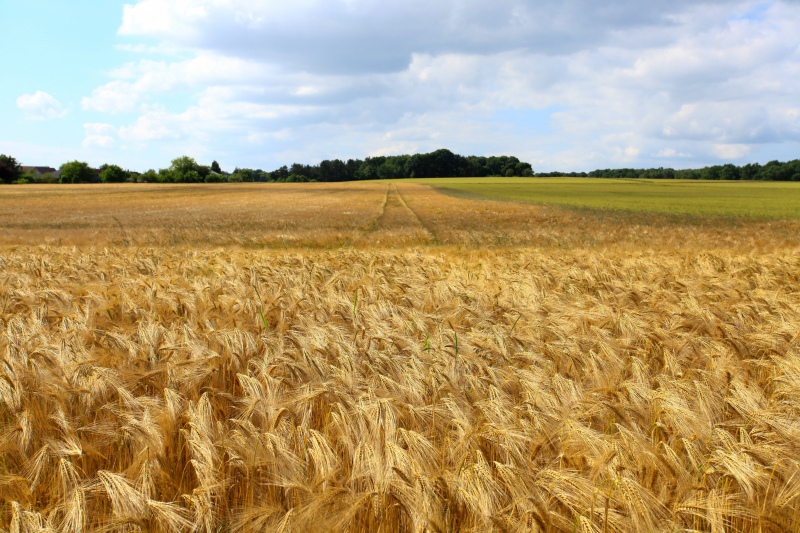 agricultural farm scene picture wide barley field 