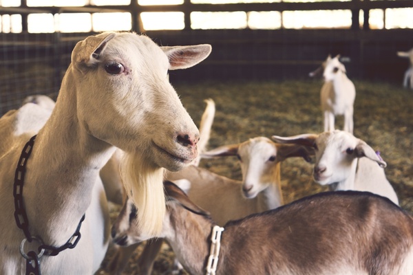 agriculture animal barn canine cattle cow curiosity
