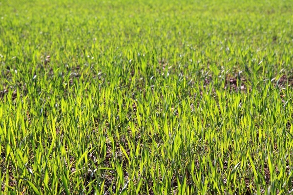 agriculture background crop