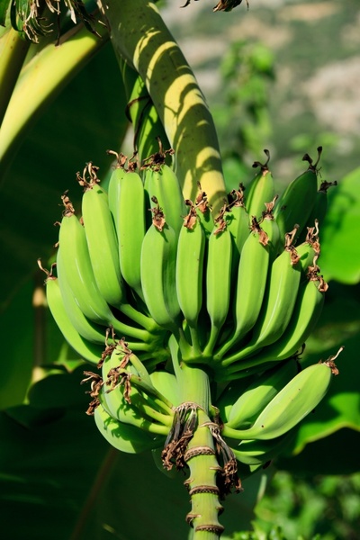 agriculture banana branch