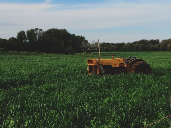 agriculture barn countryside cow crop cropland farm