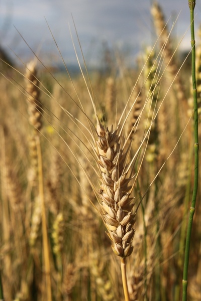 agriculture bread cereals
