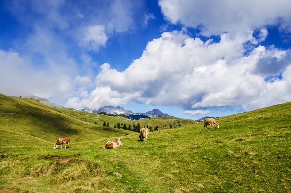 agriculture cattle cloud countryside cow farm field