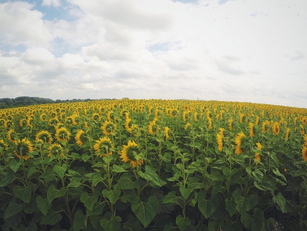 agriculture countryside crop cropland environment 