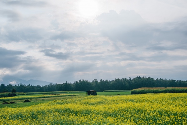 agriculture countryside crop environment farm field