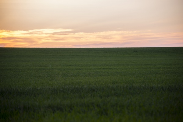 agriculture countryside cropland evening farm field