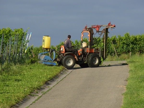 agriculture wine vineyard