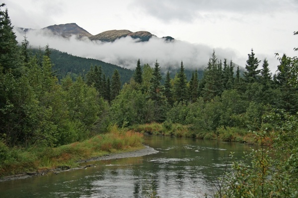 alaska wilderness forest