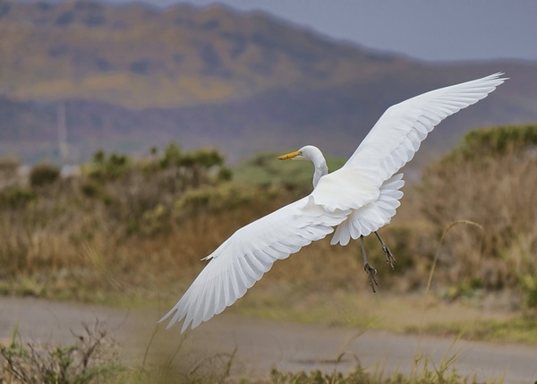 alba animal avian bird crane egret fauna feather